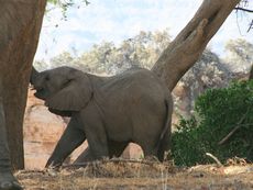 Afrikanischer_Elefant_31.JPG